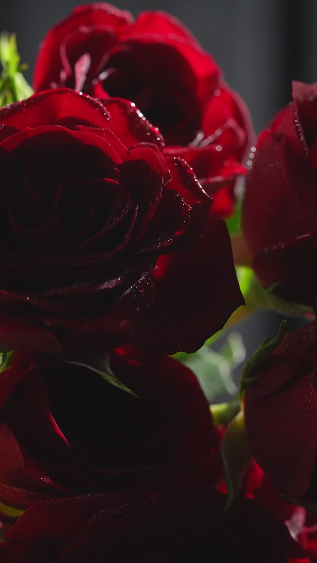 Load video: Rose Absolute - Eau De Parfum